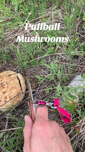 If anyone is interested in how I like to cook them, let me know! ☺️ #puffballmushroom #foraging #foragingtiktok #puffball #mushrooms #pnw #northidaho #208 #outdoorsyredhead
