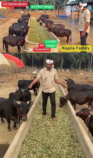 6 Generations Bloodline Kapila Cows Story Nadipathy Goshala Nadipathy Village | Nadipathy Goshala |