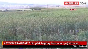 869K views · 7.8K shares | 7 bin yıllık buğday tohumunu çoğaltmaya...