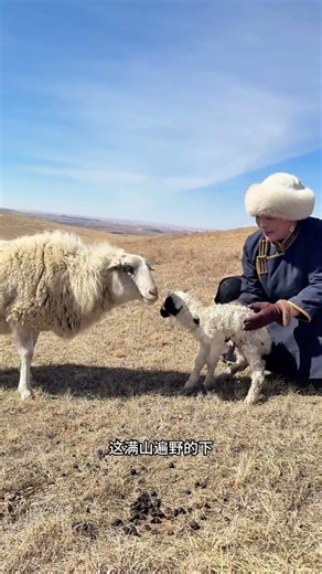 Home Lamb Grazing Adventures