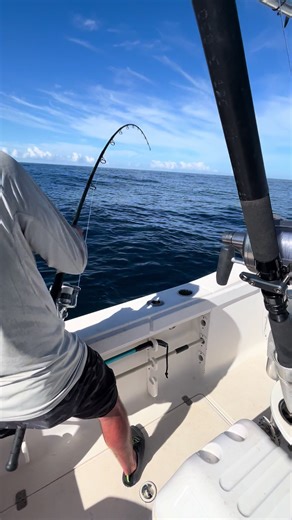 Nice XL Sailfish catch and release on a Spinning Reel with live bait..! www.fishpanamapacific@panamapacificfishingcharters #sportfishing #fishing #marlin #sailfish #bucketlist