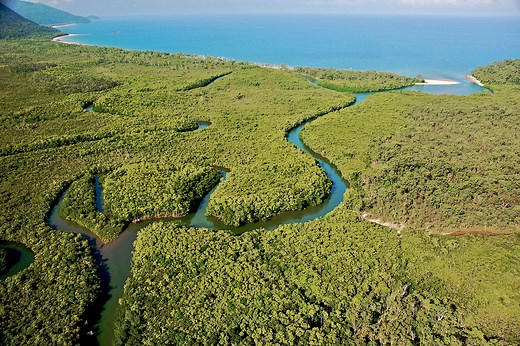 The Wet Tropics - Rainforest Rescue