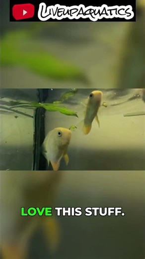 My Fish Room's Most Insane Feeders #aquarium #fishtok #fishtank