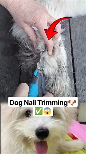 Dog Nail Trimming.#DogNailTrimming #DogGrooming #PetCare #DogNailClipping