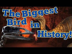 The Elephant Bird: The Largest Bird to Ever Walk the Earth!