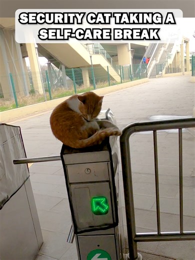 🐈I rescue and care for stray cats in Istanbul every single day. If you want to support what I do, please consider becoming a monthly member or making a recurring donation (link in bio). Even a small contribution makes a huge difference and helps me keep going. #metrocat #straypawsofistanbul #turkiye #istanbul #securitycat #straycat #adoptacat #helpstrays #supportstrayanimals #cats_of_tiktok #helpstrayanimals #like #cutecat