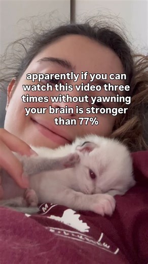 Fluffy Monsters 🤍 on Instagram: "How’d you fair? #catsofinstagram #babycat #catlover #kitten #meow #catlife #catmemes #babykittens #kitty #whitecat #adorable #yawning #catyawn #yawningkitten"