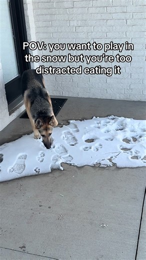 Miles loves to eat the snow as much as he loves to run in it #fyp #snowdog #germanshepherd
