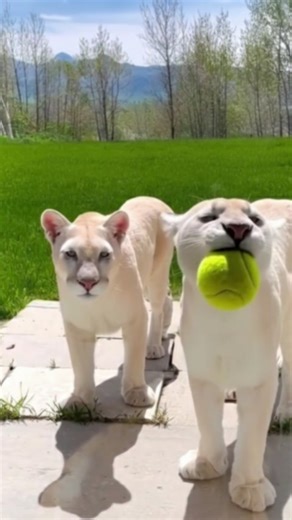 𝐀𝐒𝐓𝐎𝐍 𝐌𝐀𝐑𝐓𝐈 on Instagram: "The Healer from the Frozen North Deep in the heart of the rugged Alaskan wilderness, where the Northern Lights dance across the sky, lived a man named Aston Marti. While his name sounded like a sleek sports car, Aston was known for something far more powerful: his boundless compassion. Aston was a veterinarian unlike any other. He didn’t just run a local clinic; he dedicated his entire life to the well-being of every creature on Earth. From the tiniest hummin