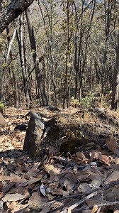 331K views · 1.8K reactions | Pecarí de collar  #carroñeroshounds #purogrupocarroña #somoscarroñeros | Carroñeros Hounds | Facebook