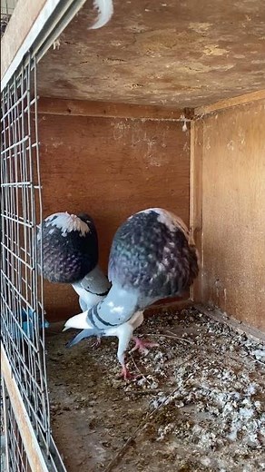 Weird Pigeons Puff Their Chest