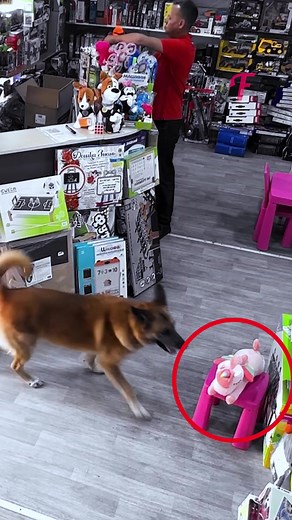 A compassionate girl's radiance, safeguarding a playful dog's thievery #FabiosaKindness #Fabiosa #kindness #sneakypaws #tenderhearts #dogs | Fabiosa - Live easy