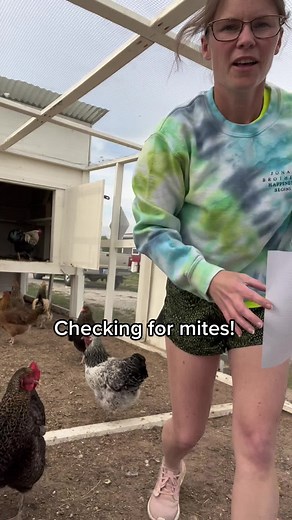 Checking for Mites in Chickens: A Step-by-Step Guide