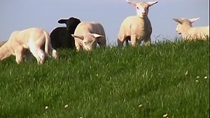 Baby Einstein First Sounds