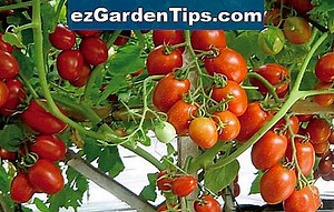 Cara Benar Menanam Benih Pohon Maple 🌱 Tips Tukang Kebun - Id.ezGardenTips.com