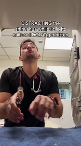 How to Clip Chihuahua Nails Without Getting Bitten