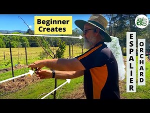 Beginner creates Espalier Fruit Tree Orchard
