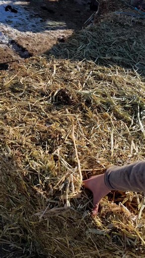 Something we learned the hard way #cowboy #western #cows | cows