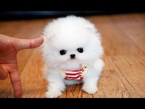 Lustige und süße Pomeranian Videos #2. lustige hunde