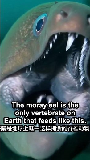 This Eel Has a Second Jaw That Launches From Its Throat