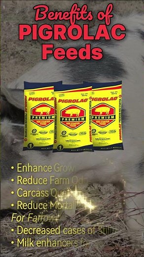 Pigrolac Feeds Benefits for pigs