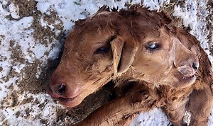 Cow gives birth to two-headed calf in one-in-2,500 mutation