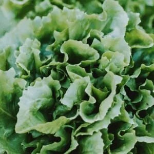 Buy Lettuce Seeds (10 seeds) - Rs.20/- sale online India