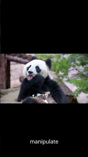 Panda Eating Bamboo - Adorable and Endangered