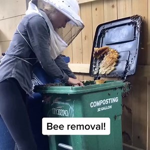 ERIKA THOMPSON | THE BEE LADY on Instagram: "I received an emergency call from a school asking me to remove bees from their compost bin before they reopen in two days. I dropped everything to help them out and here’s how I did it! More in stories!"