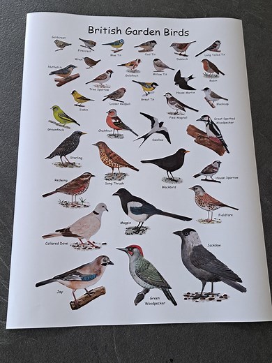 British Garden Birds Identification Chart Wildlife Poster A5 A4 A3 A2 A1 Framed Option - Etsy UK
