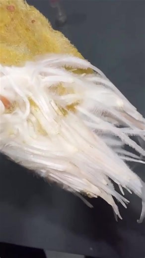 Root hairs matter! Let’s talk about it! 💪 The function of all root hairs is to collect water and mineral nutrients in the soil to be sent throughout the plant. In roots, most water absorption happens through the root hairs. The length of root hairs allows them to penetrate between soil particles and actually prevents harmful bacterial organisms from entering the plant through the xylem vessels. Increasing the surface area of these hairs makes plants more efficient in absorbing nutrients and int