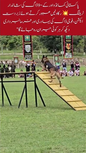 Commando 🔥 K9 Dog Training Full Action #viralshort #trendingshorts #commando #armylovers #truehero
