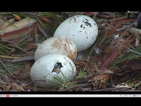 Red tail hawk babies