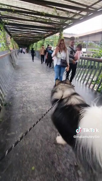 Malamute Puppy Cuteness Overload - Yibo Jahil Show Time!