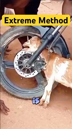 EXTREME Method: How Farmers Castrate Goats With Just A Rubber Band!