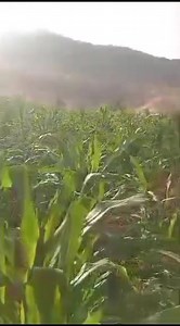 4.3K views · 201 reactions | L'agriculture est l'activité la plus saine, la plus utile et la plus noble de l'homme. | Nouhoum Togo | Facebook