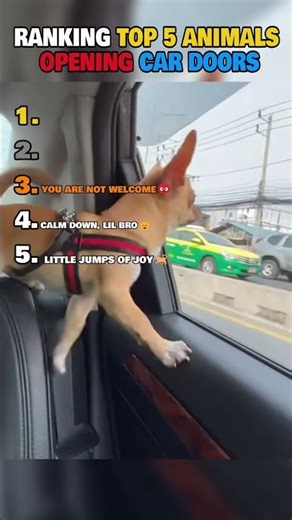 Ranking Top 5 Animals Opening Car Doors🚪
