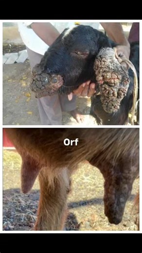 VET LERNING ADVANCE FIELD TREATMENT on Instagram: "**🐐 ORF (Sore Mouth) in Goats** 🔹 Viral (Parapox) 🔹 Spreads fast through contact/feeders ⚠️ **Zoonotic** → Wear **gloves** **Signs:** • Ears, Lips & mouth scabs • Pain → kids stop sucking milk • Weakness & slow growth **🟢 Basic Treatment (Daily):** • Wash lesions → **Warm Saline** • Apply → **Povidone Iodine + Glycerine** • **Meloxicam** → for pain (1–3 days) • **Vitamin A + E + Selenium** → immunity ❗ **Don’t pull scabs** **🔵 Advanced Succ