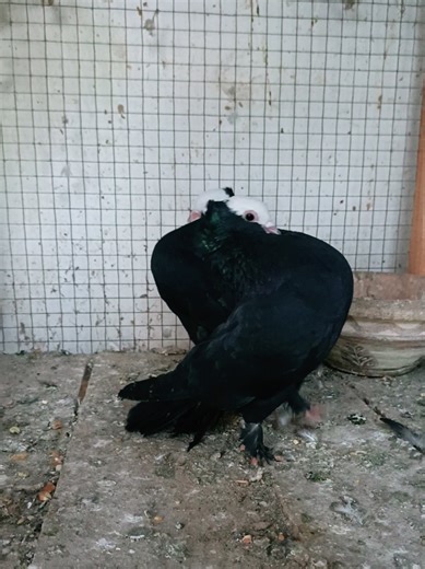 Beautiful Fancy Birds: A MashAllah Moment