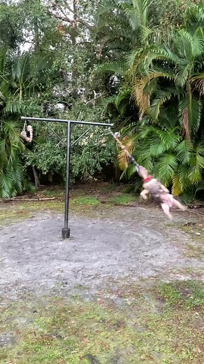 Reposted from⬇️ 🔥🔥🔥 @rbf_kennels 🔥🔥🔥 Back at it with new moves 🔥🏆 #apbt #pitbull #apbtlove #springpole #tugtoy #americanpitbullterrier #bullie #xlbully #bullbreed #tugtoy #tugowar #staffie #bully #xlbully #rawfed #xlbully #americanbully