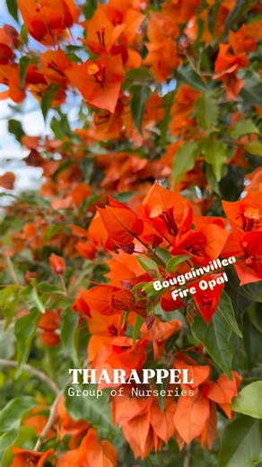 Tharappel Nursery And Garden on Instagram: "Bougainvillea Fire Opal#tharappelnursery #plants #plantsmakepeoplehappy #plantsofinstagram #plantsonline"