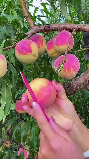 Peach Picking Tips: How to Harvest Ripe Peaches