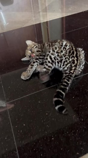 Ocelot Floor Zoomies: Adorable Playful Moments
