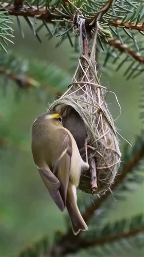 Watch This Tiny Bird Build Its Dream Nest! 🐦🪺🌿❤️ #Birds #BirdLovers #Wildlife #NatureLovers #Birds