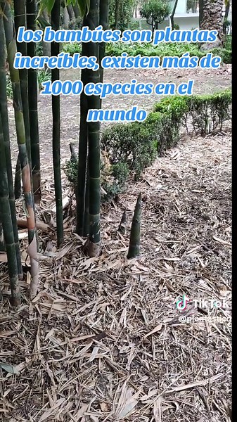 Secretos del bambú: crecimiento, usos y curiosidades
