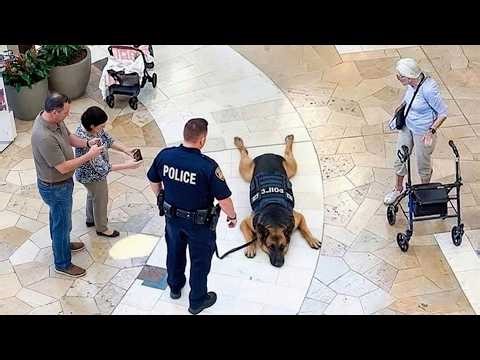 When Police Dogs Forget Their Job 🐕👮‍♀️