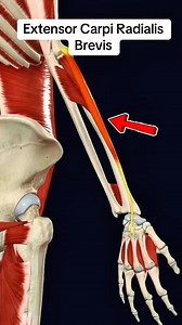 Extensor Carpi Radialis Brevis #muscle #anatomy 💪🏋️‍♀️ | Dr. Ishtiaque Arafat