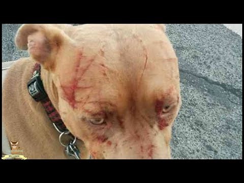 【衝撃】７匹のピットブルが襲われた！散歩中に起こった突然の悲劇。その意外な正体とは！？【広めたい話】