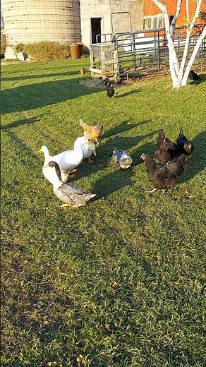 How to raise your own ducks #ducks