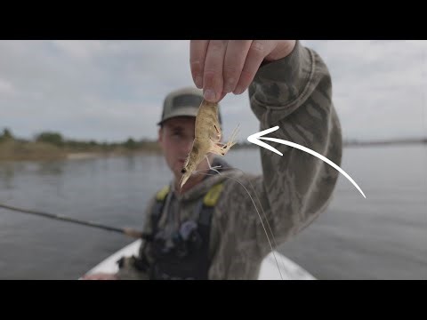 These BIG fish could not resist a LIVE shrimp